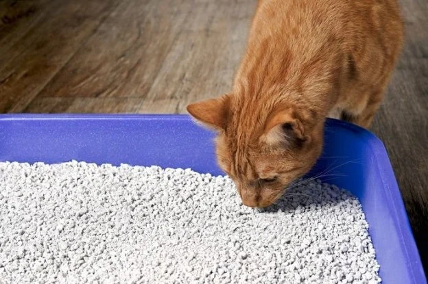 Why Is My Cat Eating Litter? Pica, Deficiencies & Anemia Signs