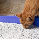 Why Is My Cat Eating Litter? Pica, Deficiencies & Anemia Signs