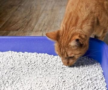 Why Is My Cat Eating Litter? Pica, Deficiencies & Anemia Signs