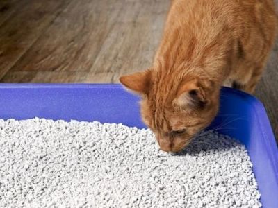 Why Is My Cat Eating Litter? Pica, Deficiencies & Anemia Signs