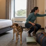 Pet-Friendly Hotel Rooms: Check Safety Before Unpacking