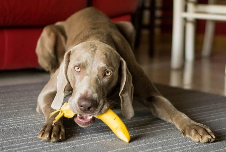Can Dogs Eat Plantains? Fried vs Ripe Safety Guide