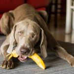 Can Dogs Eat Plantains? Fried vs Ripe Safety Guide