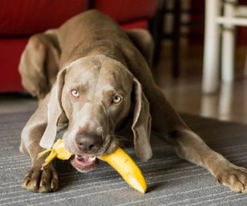 Can Dogs Eat Plantains? Fried vs Ripe Safety Guide