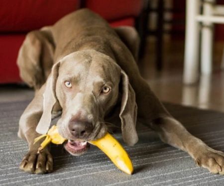 Can Dogs Eat Plantains? Fried vs Ripe Safety Guide