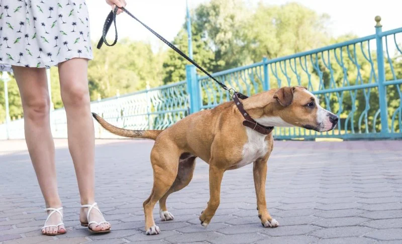 How to Leash Train a Pulling Dog Using No-Pull Harness Techniques