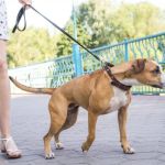 How to Leash Train a Pulling Dog Using No-Pull Harness Techniques