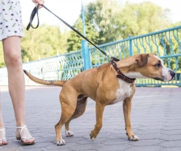 How to Leash Train a Pulling Dog Using No-Pull Harness Techniques