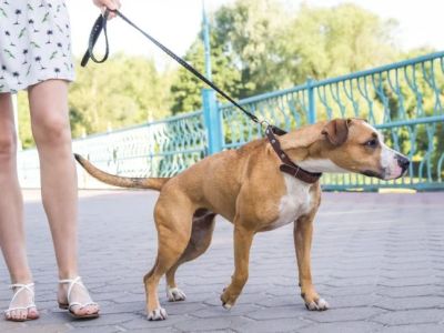 How to Leash Train a Pulling Dog Using No-Pull Harness Techniques