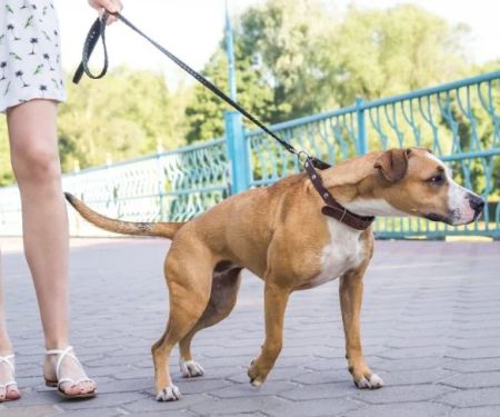 How to Leash Train a Pulling Dog Using No-Pull Harness Techniques