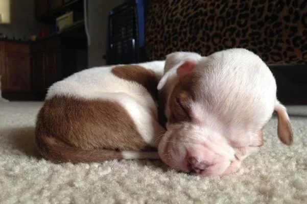 Puppy Hydrocephalus Signs: Dome-Shaped Skull and Symptoms