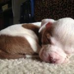 Puppy Hydrocephalus Signs: Dome-Shaped Skull and Symptoms