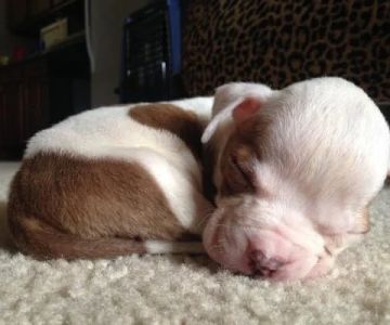 Puppy Hydrocephalus Signs: Dome-Shaped Skull and Symptoms