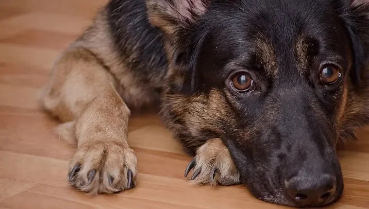 Dog Elbow Dysplasia Symptoms in Large Breed Puppies