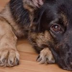 Dog Elbow Dysplasia Symptoms in Large Breed Puppies