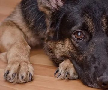 Dog Elbow Dysplasia Symptoms in Large Breed Puppies