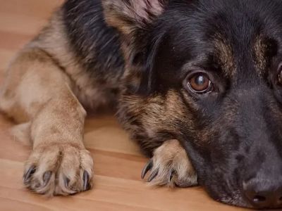 Dog Elbow Dysplasia Symptoms in Large Breed Puppies