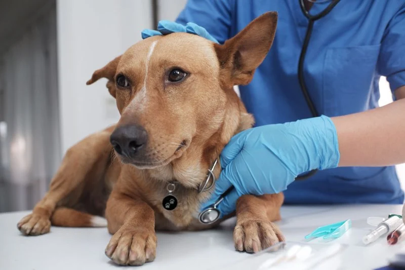 Dog Portosystemic Shunt Symptoms in Small Breed Puppies: Early Signs to Know