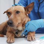 Dog Portosystemic Shunt Symptoms in Small Breed Puppies: Early Signs to Know