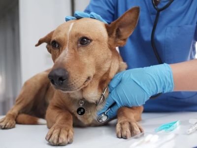 Dog Portosystemic Shunt Symptoms in Small Breed Puppies: Early Signs to Know
