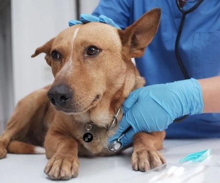 Dog Portosystemic Shunt Symptoms in Small Breed Puppies: Early Signs to Know
