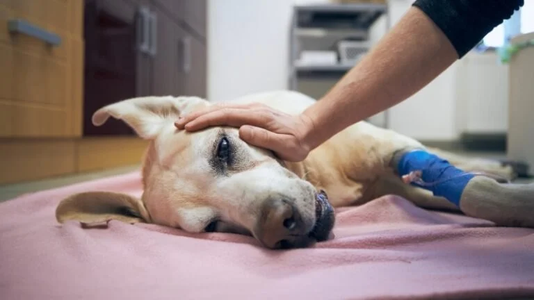 Dog Seizures Causes and Emergency Response — What to Do When Your Dog Has a Seizure