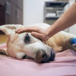 Dog Seizures Causes and Emergency Response — What to Do When Your Dog Has a Seizure