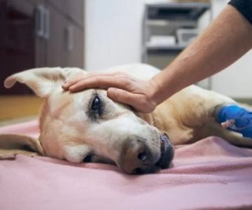 Dog Seizures Causes and Emergency Response — What to Do When Your Dog Has a Seizure