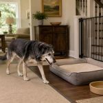 Senior Pet Home Setup: Traction, Access, and Rest