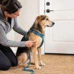 Pet Harness Fit: Movement, Chafing, and Escape Risk