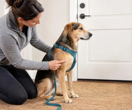 Pet Harness Fit: Movement, Chafing, and Escape Risk