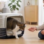 Pet Carrier Training: Prepare for a Calmer Vet Visit