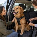 Pet Car Restraint Check: Fit, Position, and Ventilation