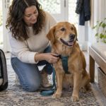 Pet Dental Visit Prep: Eating, Records, and Aftercare